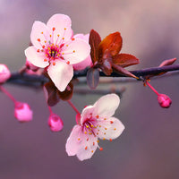 Japanese Cherry Blossom Wax Melt